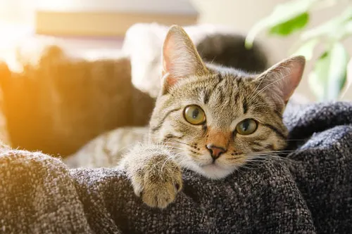 Gatuno