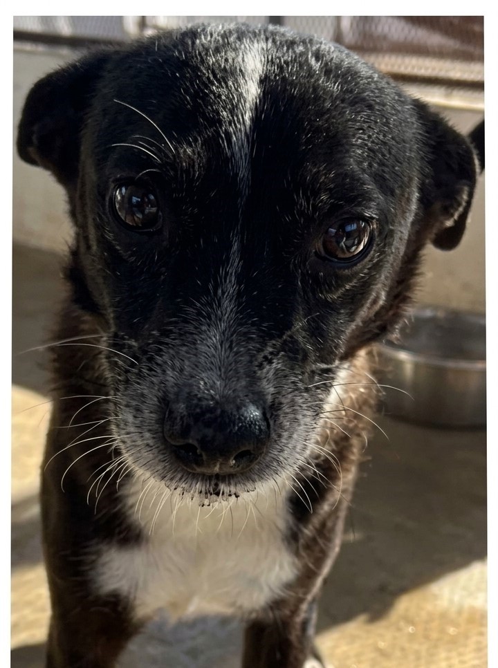 Raben